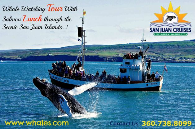 Whale Watching Adventure